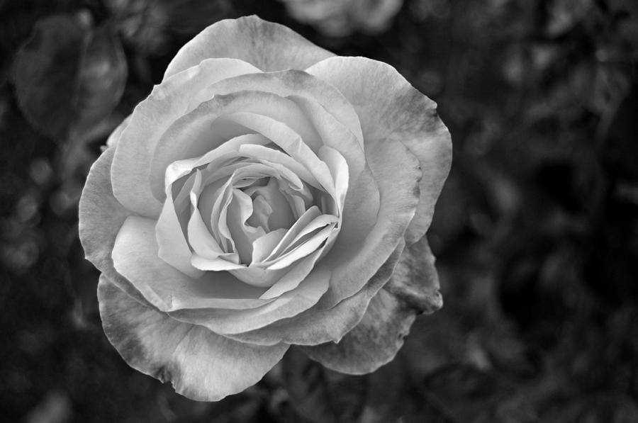 Black and White Rose  Photograph by Pelo Blanco Photo