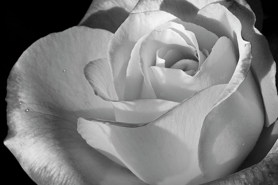 Black And White Rose Photograph by Phyllis Denton