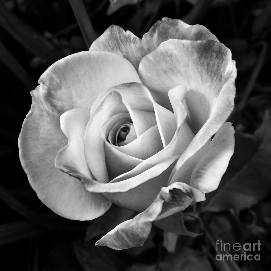 Black And White Rose Photograph