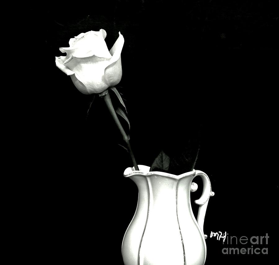Black and White Rose Three Photograph by Marsha Heiken