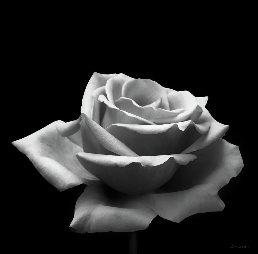 Black and White Rose Photograph by Wim Lanclus