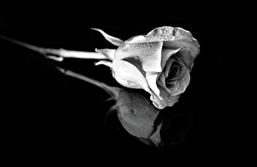 Black and white rose with reflection Photograph by Lilia S