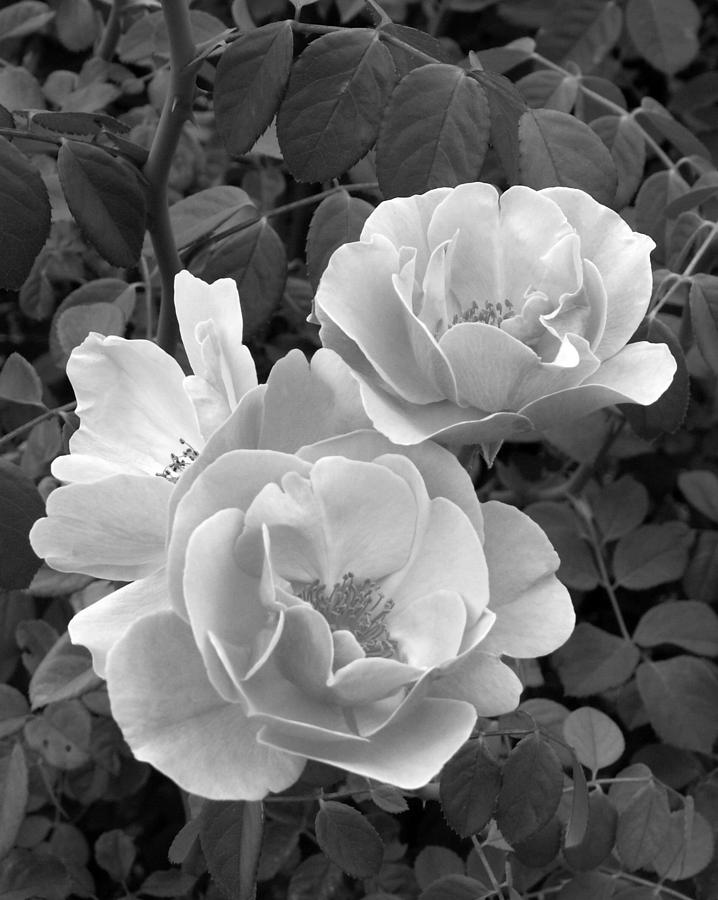 Black and White Roses 1 Photograph by Amy Fose