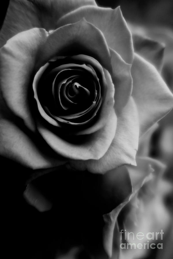 Black And White Roses Abstract Photograph by Tara Shalton