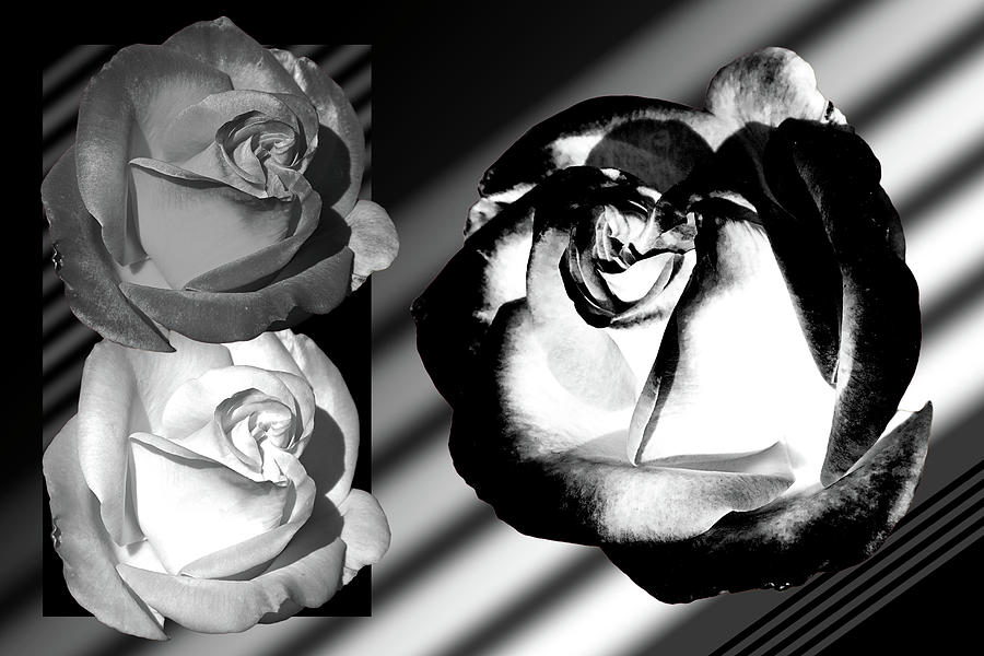 Black And White Roses Photograph by Phyllis Denton