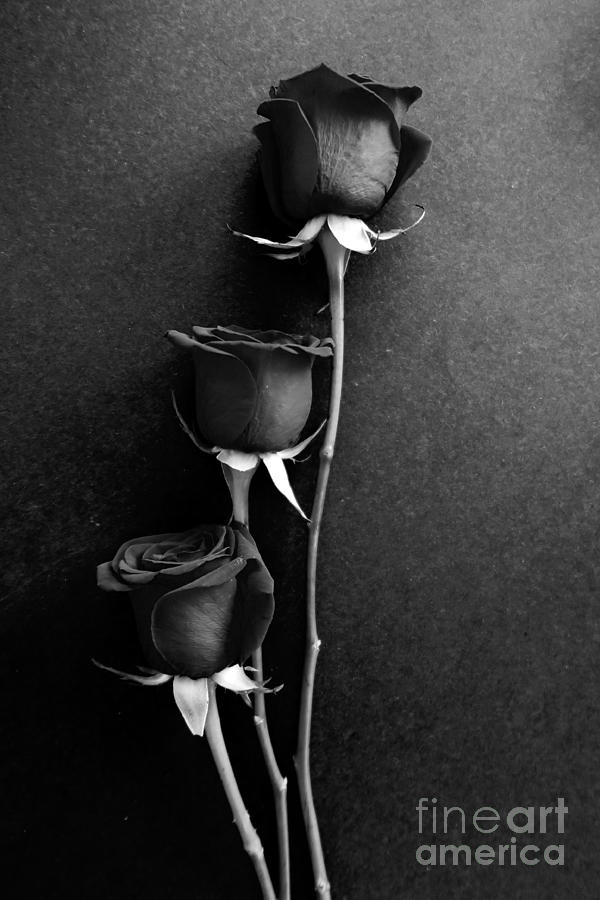 Black And White Roses Photograph by Tara Shalton