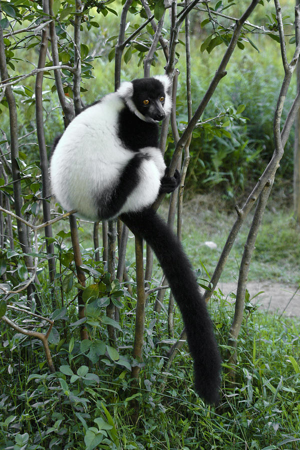 Black and White Ruffed Lemur Photograph by Michele Burgess