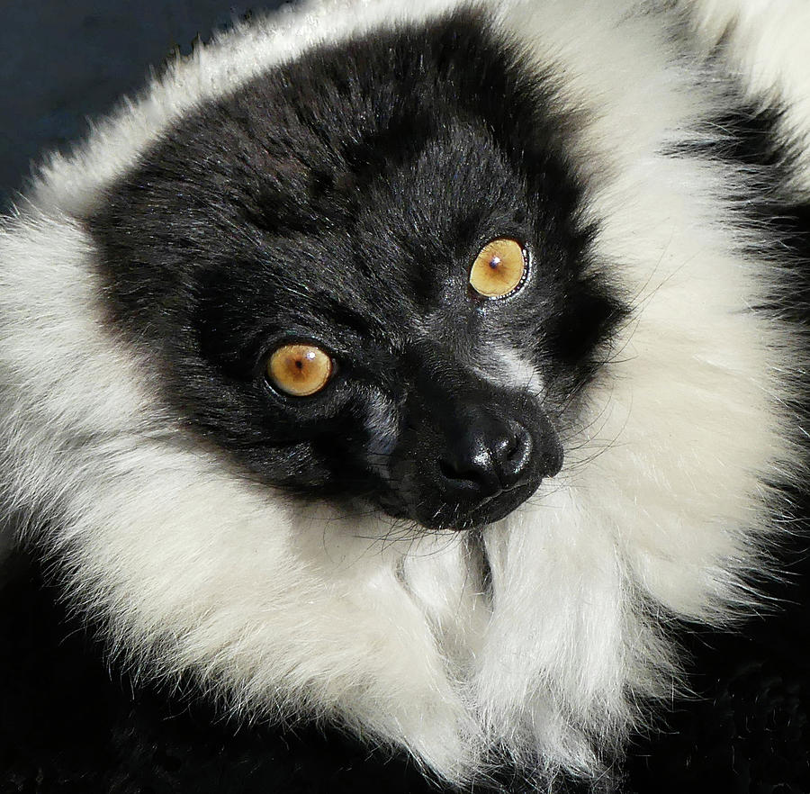 Black And White Ruffed Lemur Portrait Photograph by Margaret Saheed