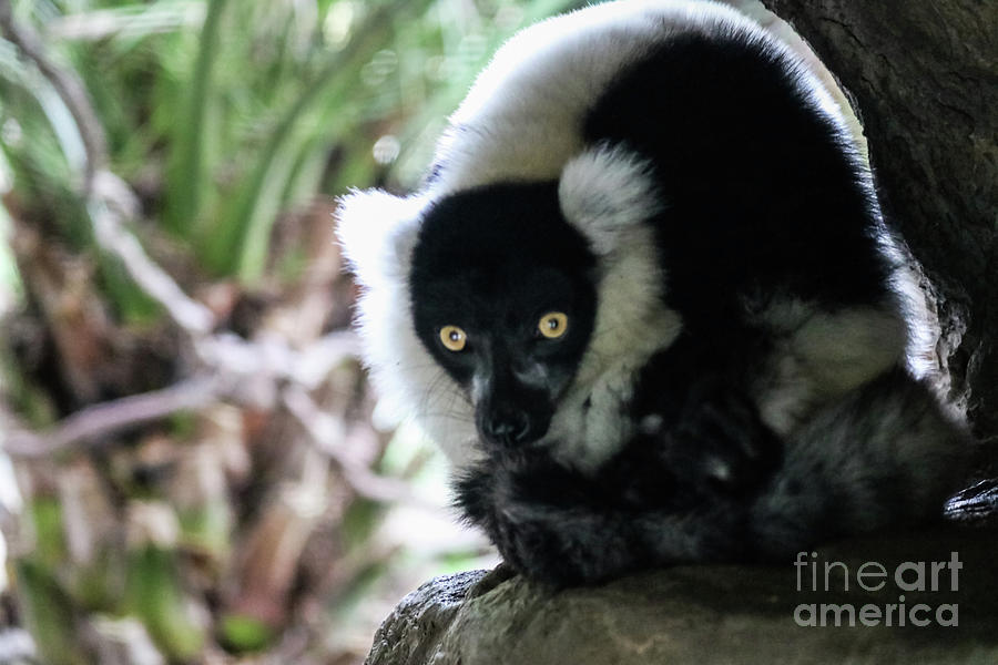 Black And White Ruffed Lemur Photograph by Suzanne Luft