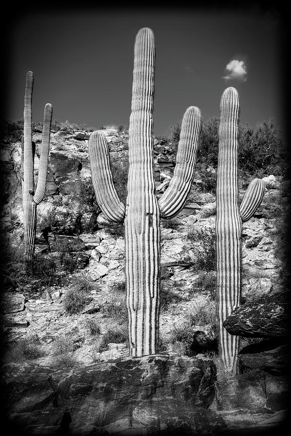 Black and White Saguaro Photograph by Kelley King