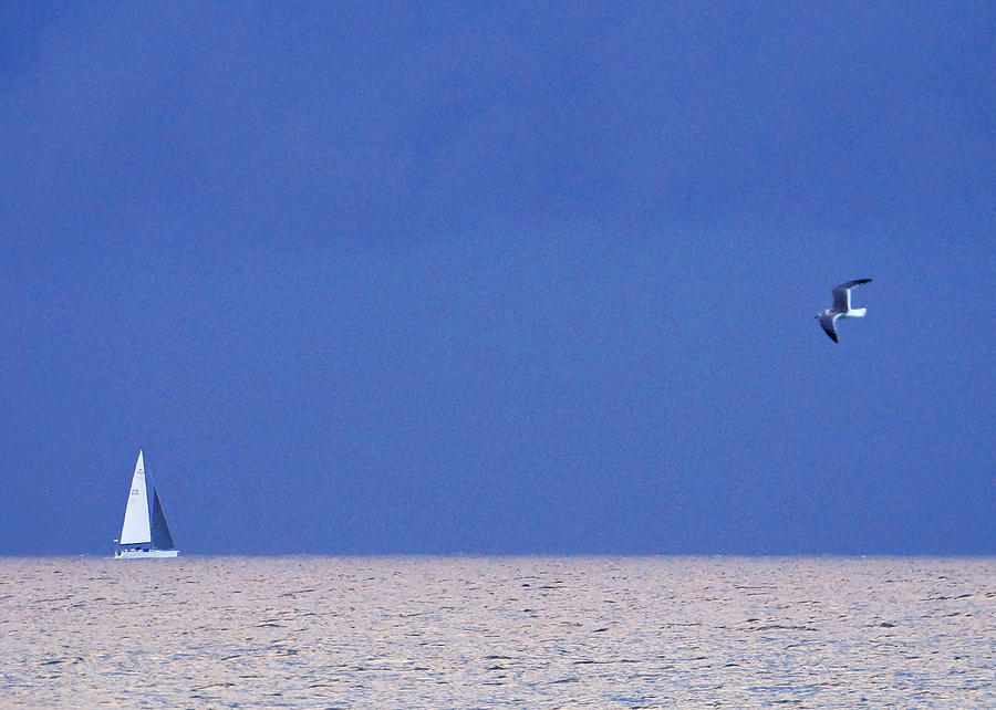 Black and White Sailboat and Seagull Photograph by Lawrence S Richardson Jr