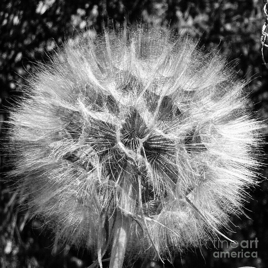 Black And White Salsify Photograph