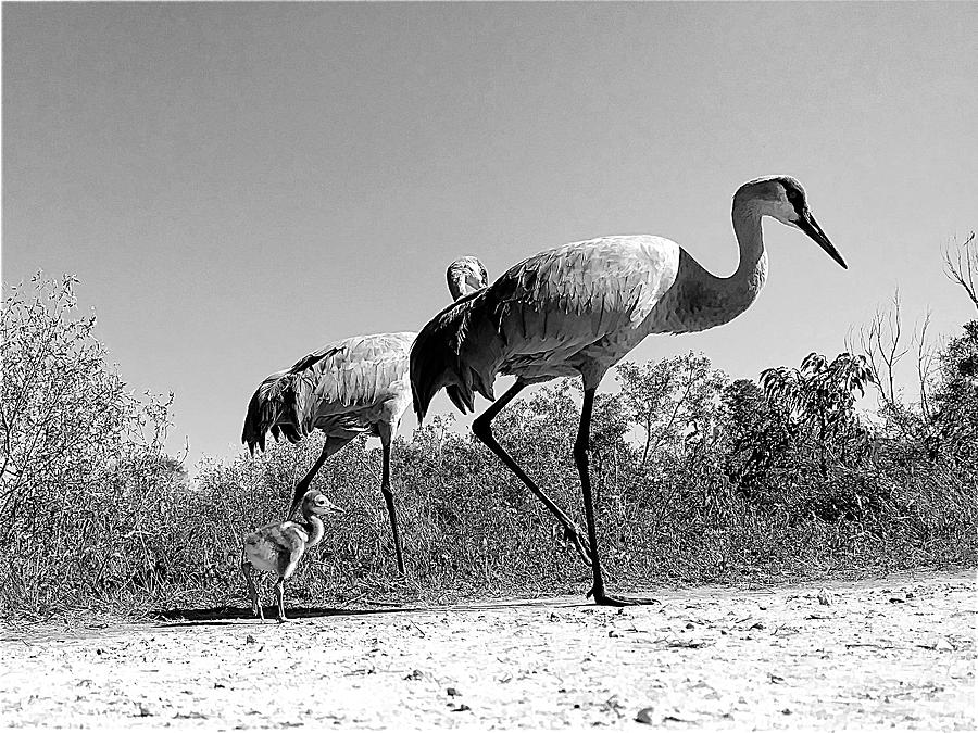 Black and White Sandhill Crane By Camera Phone 000  Photograph by Christopher Mercer