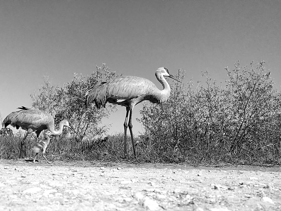 Black and White Sandhill Crane by Camera Phone  Photograph by Christopher Mercer