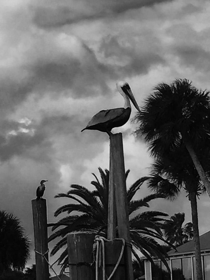 Black and White Sea Bird Photograph by Heather Brown - Fine Art America