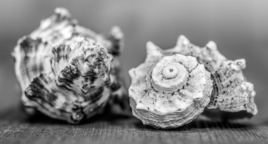 Black and White Shell Couple Photograph by Hermes Fine Art