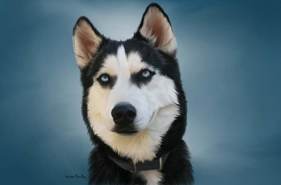 Image Result For Siberian Husky Black And White