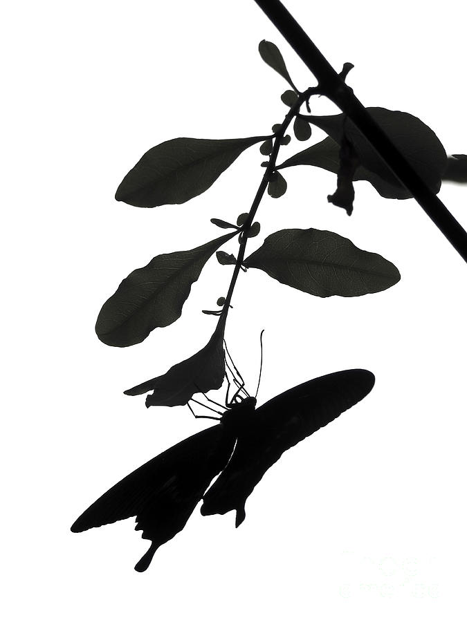  Black and White Silhouette of Butterfly on Leafy Branch Photograph by Beth Myer Photography