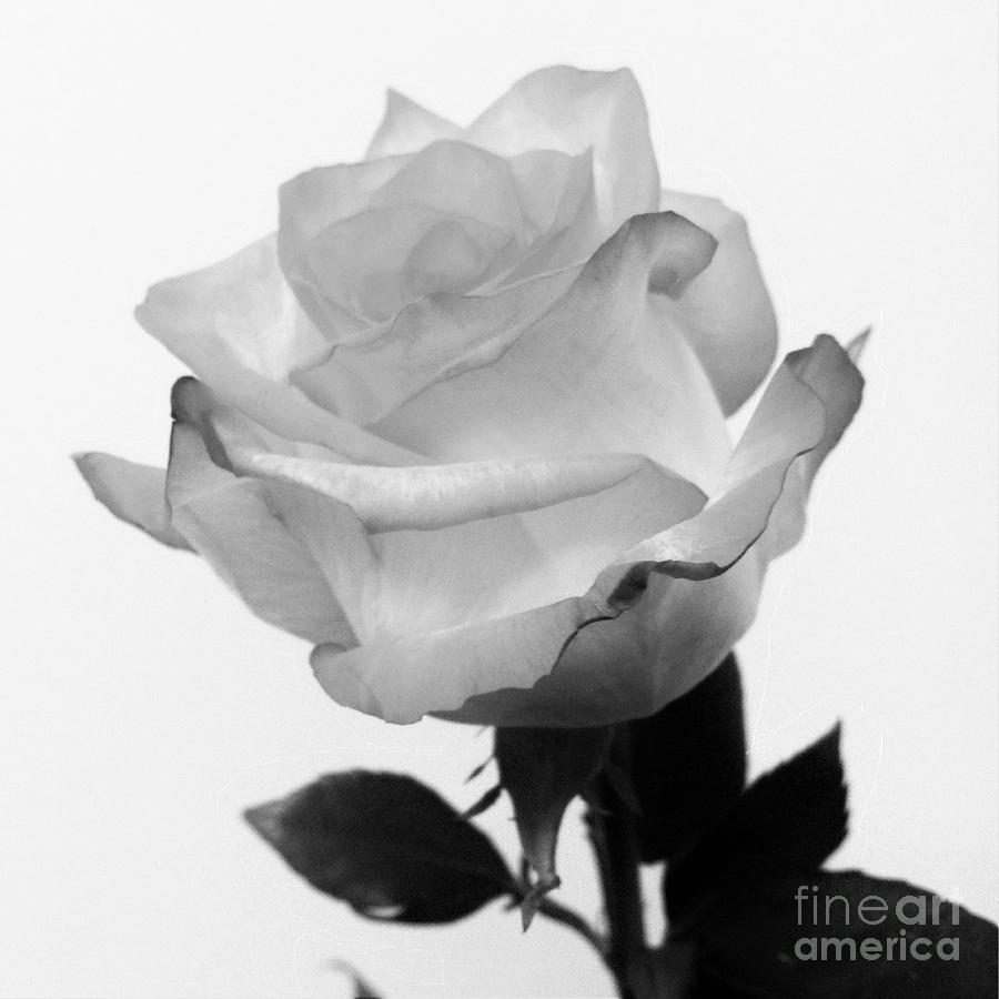 Black and White Simple Rose Photograph by Mesa Teresita