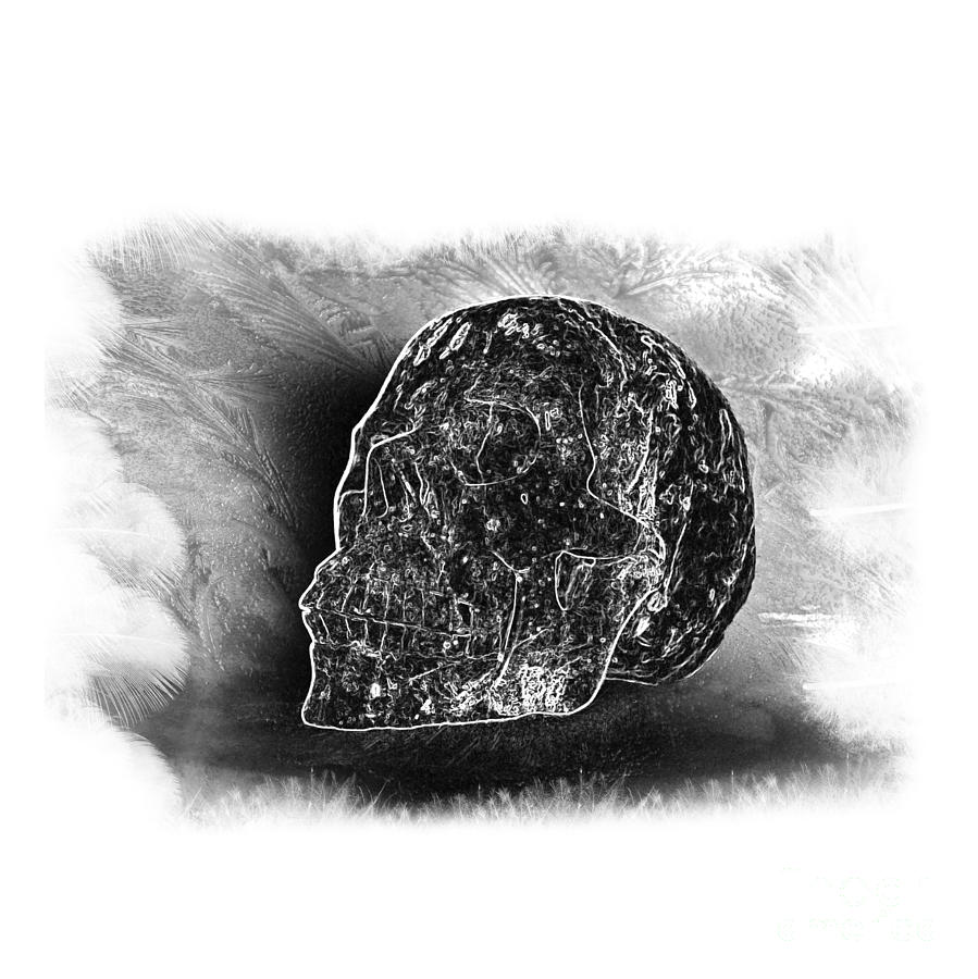 Black and White Skull on Transparent background Photograph by Terri Waters