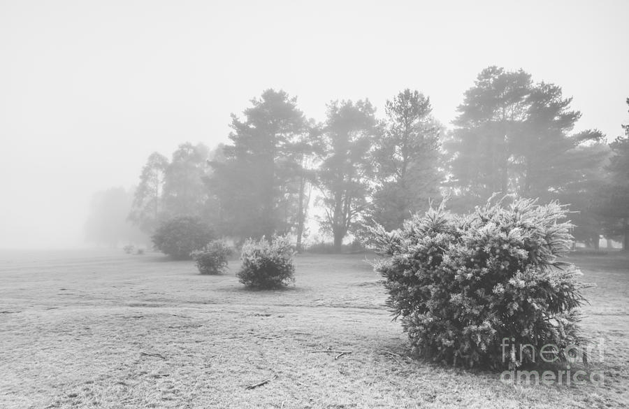 Black And White Snow Landscape Photograph