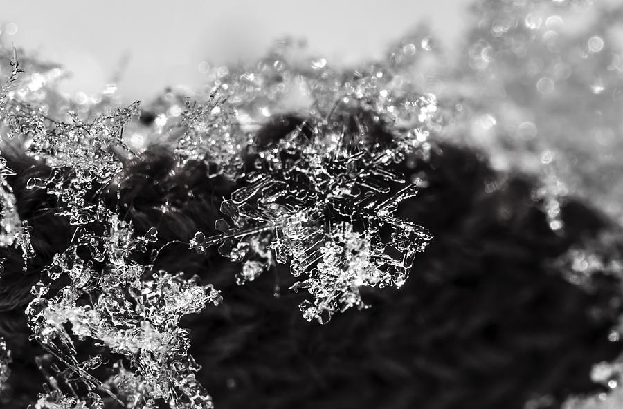 Black and White Snowflake Photograph by Tracy Winter