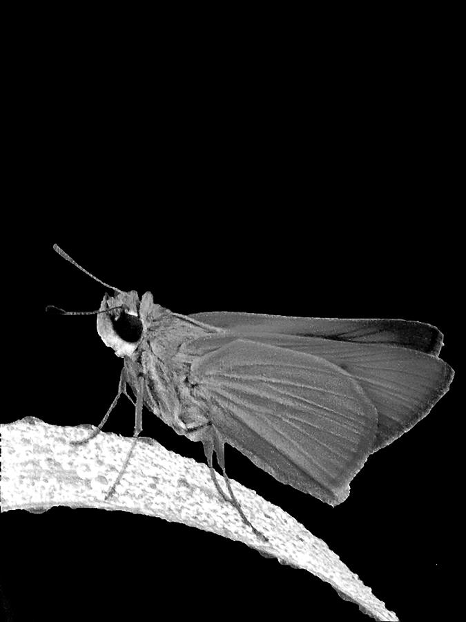Black and White Southern Skipperling Butterfly 001 Photograph by Christopher Mercer