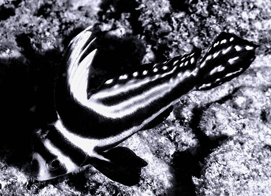 Black and White Spotted Drum Photograph by Amy McDaniel