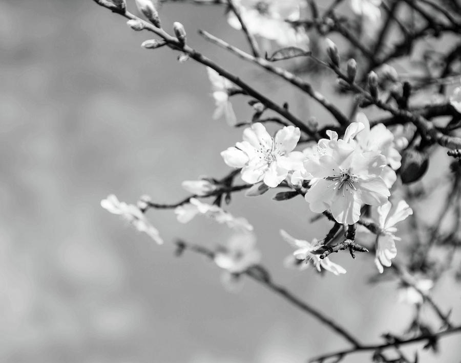 Black and White Spring Cherry trees Photograph by Artpics - Fine Art ...