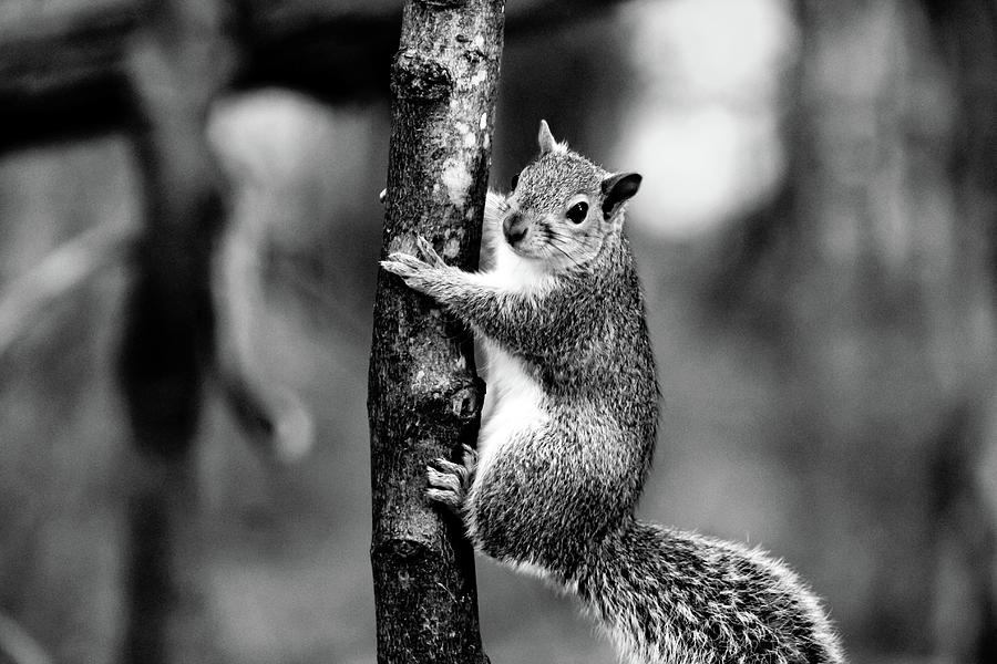 Black And White Squirrel Photograph By Grace Joy Carpenter - Pixels