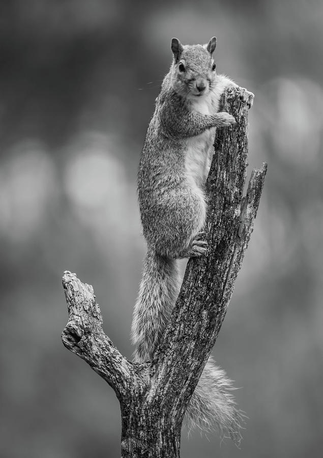 Black and White Squirrel Pose Photograph by Bruce Pritchett