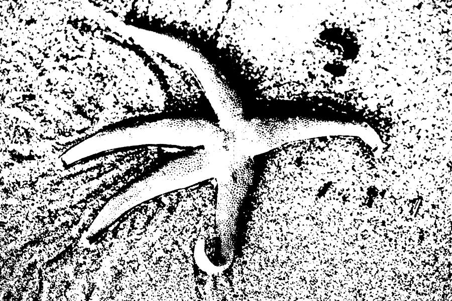 Black and White Starfish On the Beach - Port Townsend Photograph by Marie Jamieson