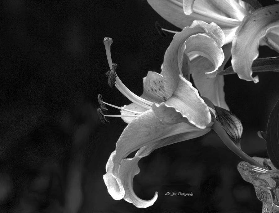 Black And White Stargazer Lily Photograph by Jeanette C Landstrom