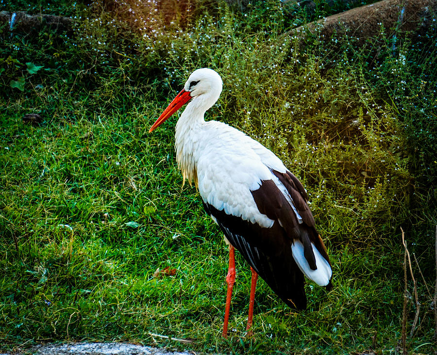Black and white Stork Photograph by Lilia S