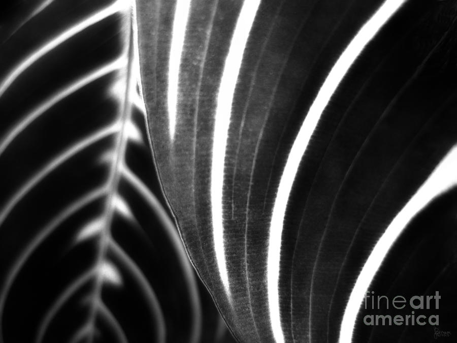 Black and White Stripes Photograph by Jeff Breiman