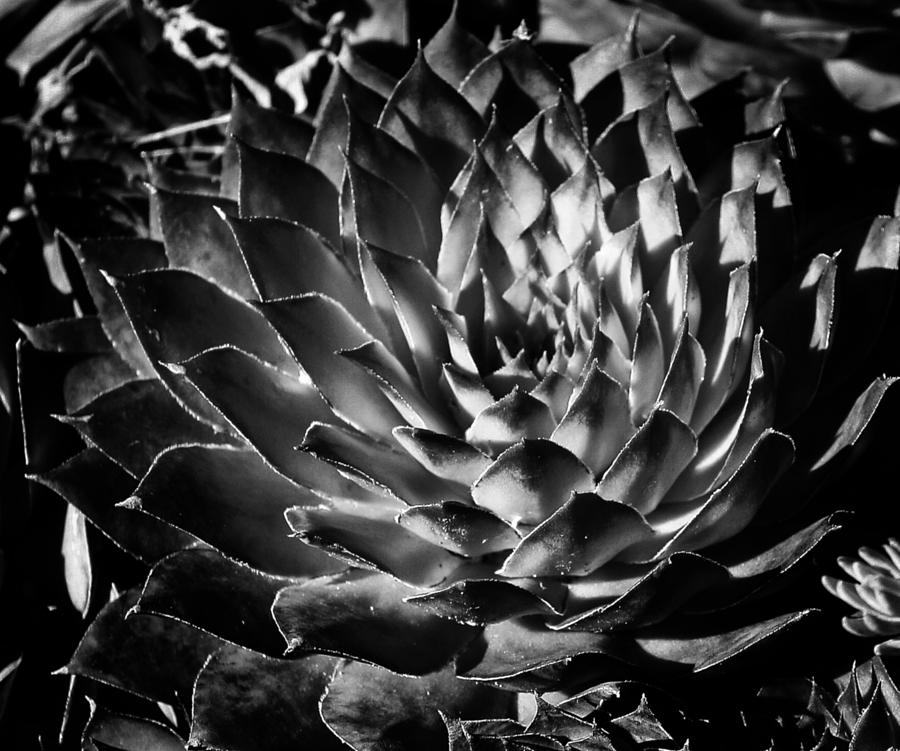 Black and White Succulent Photograph by Kami McKeon - Fine Art America