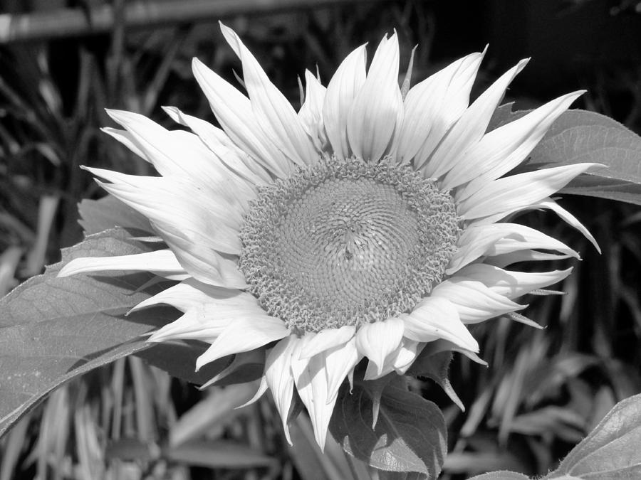 Black and White Sunflower Worship Photograph by Belinda Lee