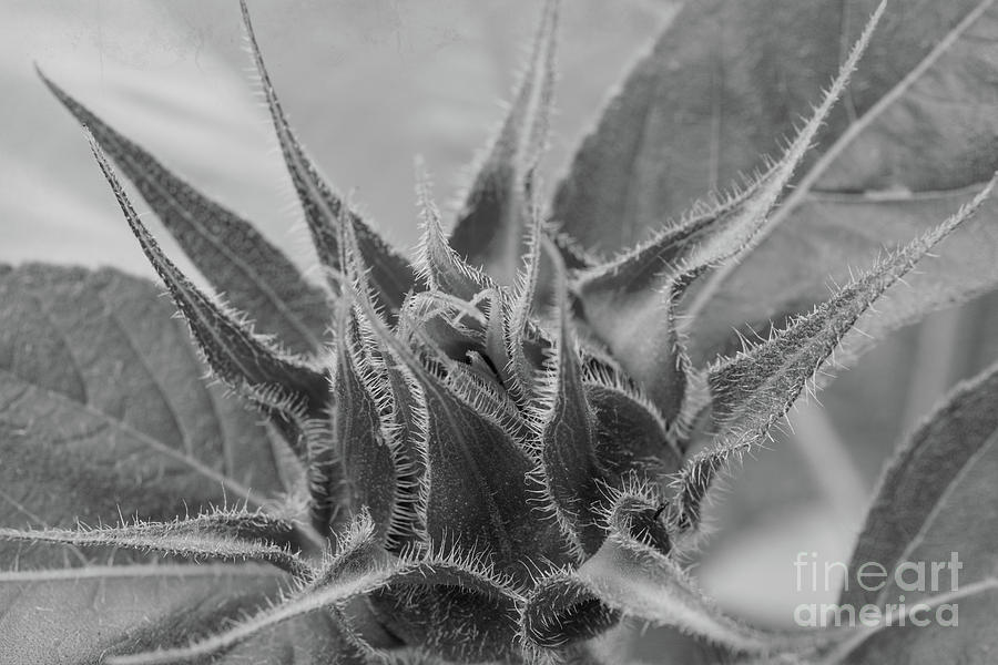Black And White Sunflower 2 Photograph by Mellissa Ray