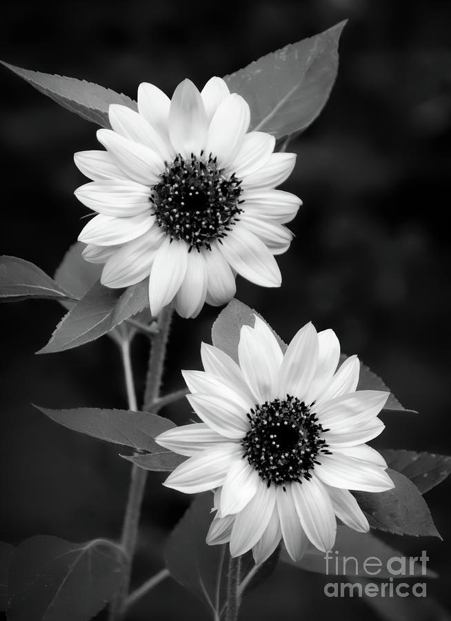 Black and White Sunflower 4 Photograph by Mellissa Ray