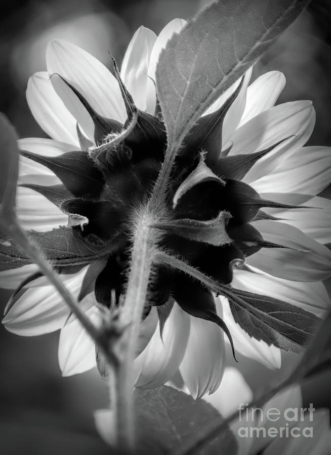 Black and White Sunflower 5 Photograph by Mellissa Ray