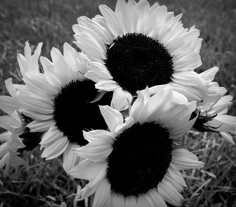 Black And White Sunflower Bouquet Photograph
