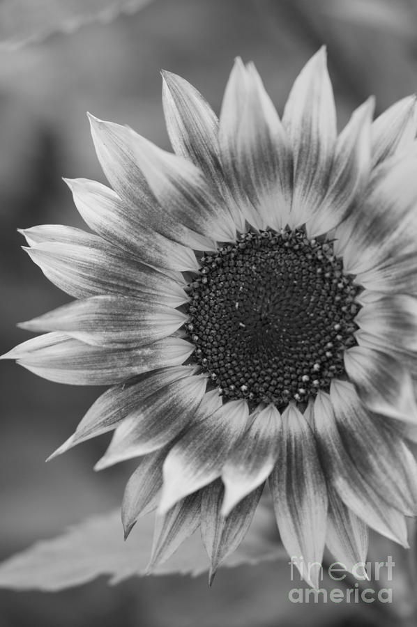 Black and White Sunflower Photograph by Brooke Roby - Fine Art America