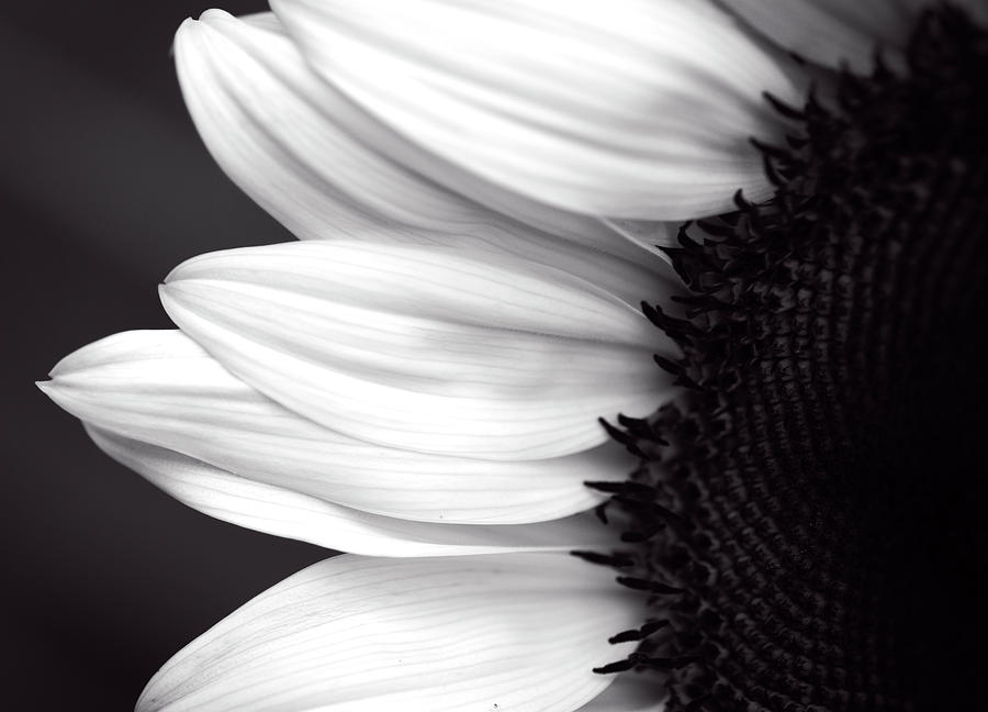 Black and White Sunflower by Garvin Hunter Black and White Sunflower by Garvin Hunter