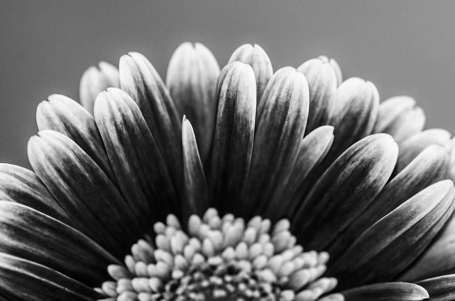 Black and white sunflower Photograph by Gerald Kloss