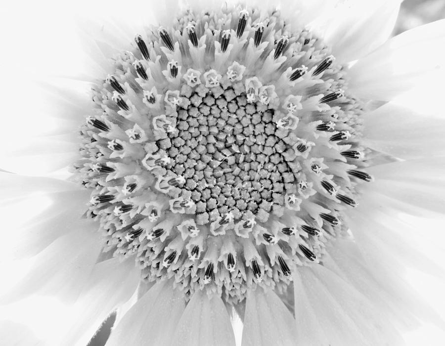 Black and White Sunflower Photograph by Marianna Mills