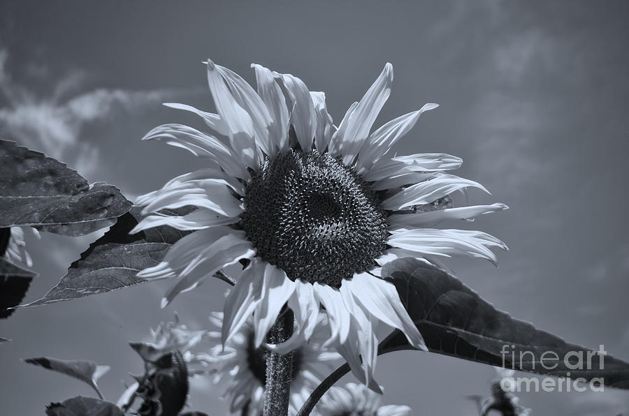 Black And White Sunflower Photograph by Michelle Meenawong
