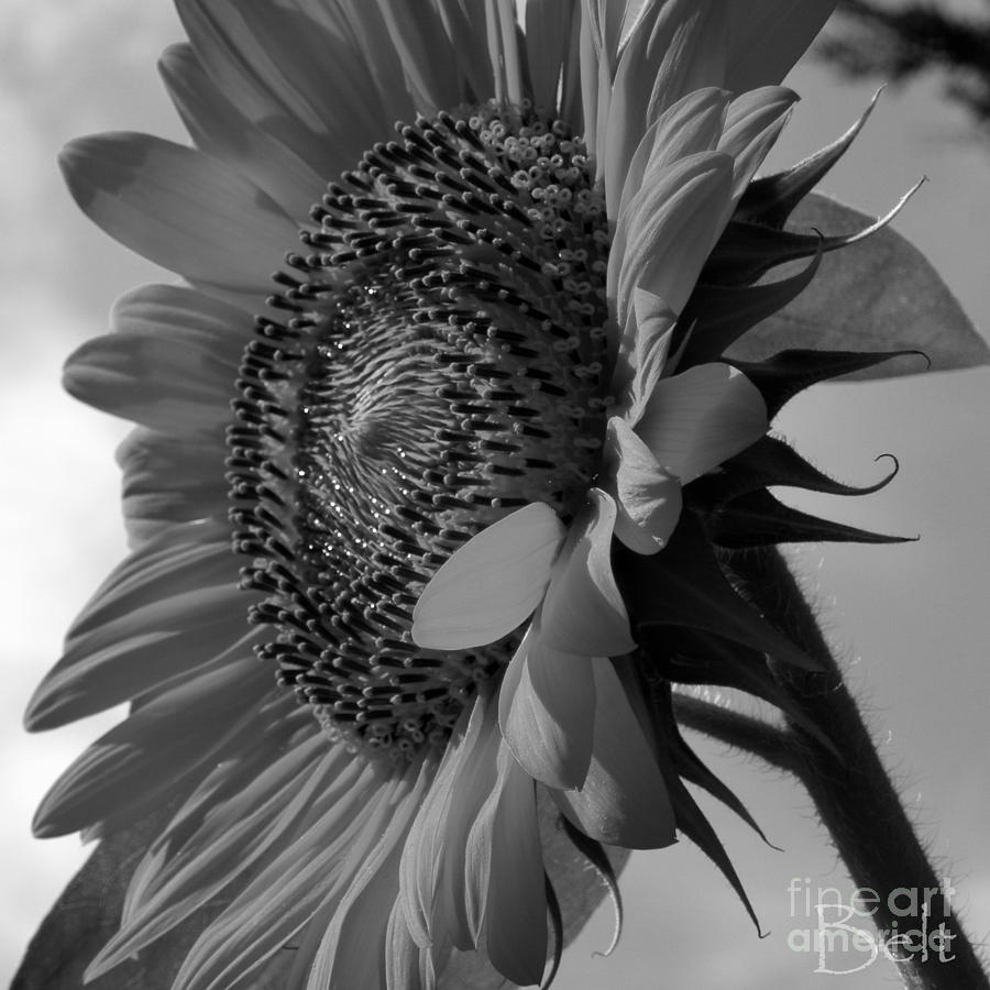 Black and White Sunflower No.29 Photograph by Christine Belt