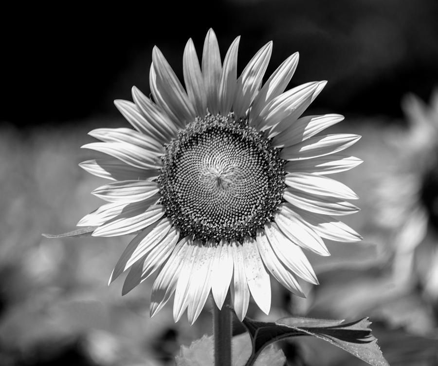 Sunflower Images Black And White