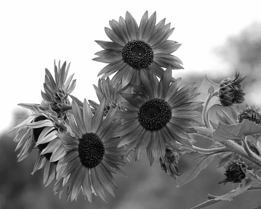 Black And White Sunflowers Photograph