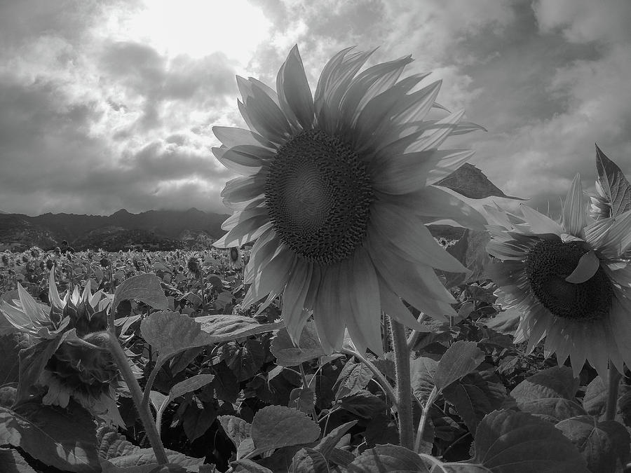 Black and White Sunflowers Photograph by Megan Martens - Fine Art America